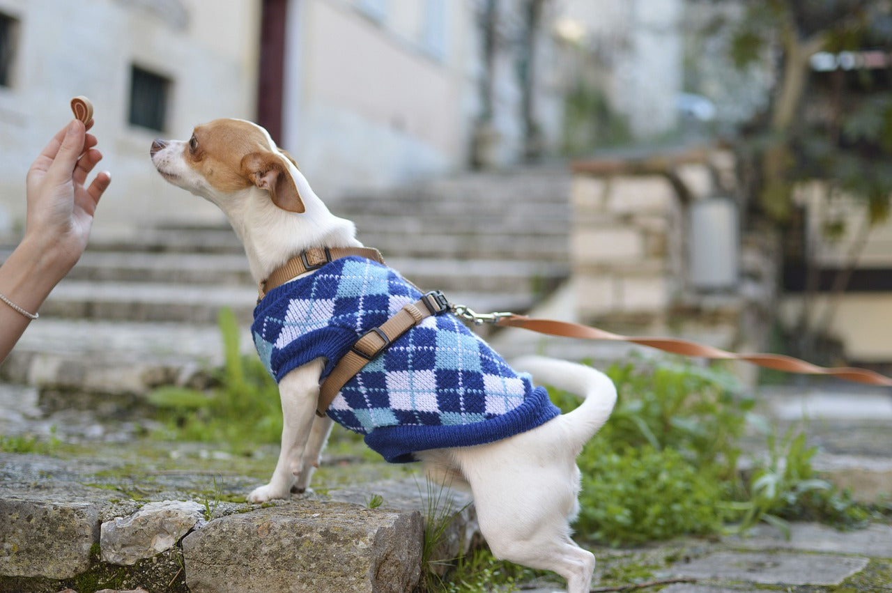 Comfort Through Every Season