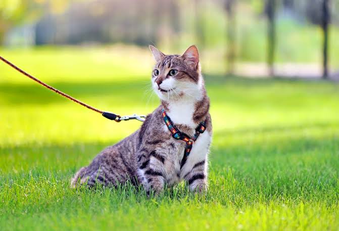 Confident Walks Every Day